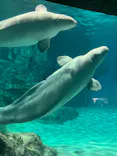 名古屋港水族館に投稿された画像（2026/9/27）