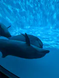 名古屋港水族館に投稿された画像（2026/9/27）
