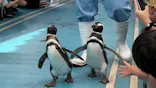 のとじま水族館に投稿された画像（2026/9/27）