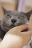 猫カフェPuchiMarry　イオンモール高岡店に投稿された画像（2026/9/27）