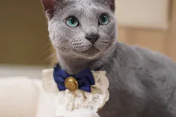 猫カフェPuchiMarry　イオンモール高岡店に投稿された画像（2026/9/27）