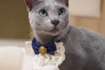 猫カフェPuchiMarry　イオンモール高岡店に投稿された画像（2026/9/27）