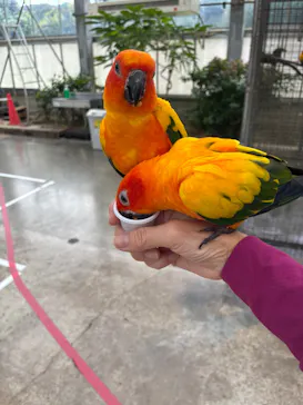 掛川花鳥園に投稿された画像（2026/9/27）