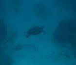 Sea World（シーワールド）に投稿された画像（2026/9/27）