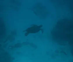 Sea World（シーワールド）に投稿された画像（2026/9/27）