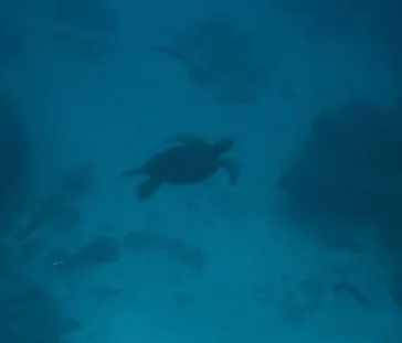 Sea World（シーワールド）に投稿された画像（2026/9/27）