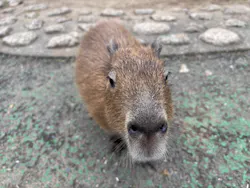 伊豆シャボテン動物公園に投稿された画像（2026/9/27）
