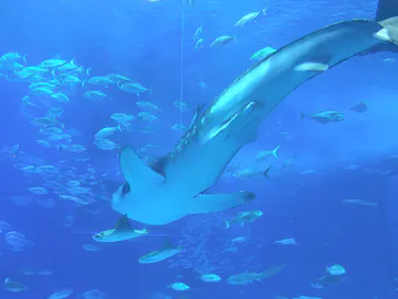 沖縄美ら海水族館に投稿された画像（2026/9/27）