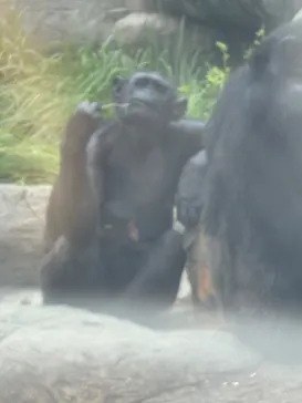 天王寺動物園に投稿された画像（2026/9/27）