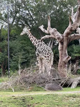 天王寺動物園に投稿された画像（2026/9/27）