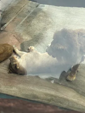 天王寺動物園に投稿された画像（2026/9/27）