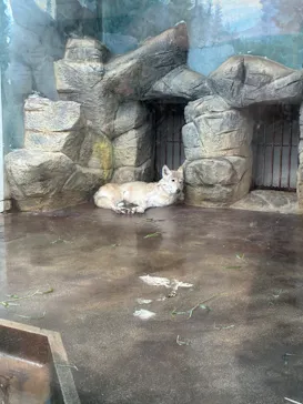 天王寺動物園に投稿された画像（2026/9/27）