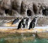 しながわ水族館に投稿された画像（2026/9/27）