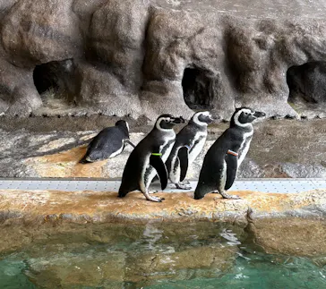 しながわ水族館に投稿された画像（2026/9/27）