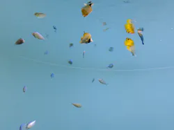 葛西臨海水族園に投稿された画像（2026/9/27）
