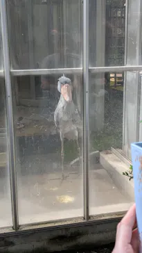 恩賜上野動物園に投稿された画像（2026/9/27）