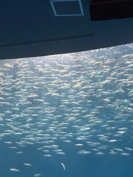 名古屋港水族館に投稿された画像（2026/9/27）