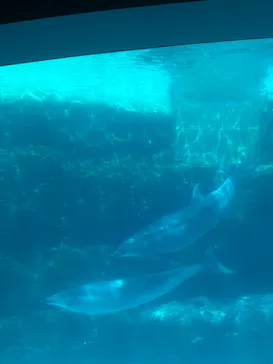 名古屋港水族館に投稿された画像（2026/9/27）