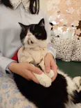 猫カフェモカ イオンモール神戸北店に投稿された画像（2026/9/27）