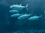 葛西臨海水族園に投稿された画像（2026/9/27）