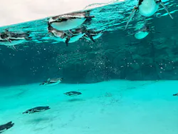 葛西臨海水族園に投稿された画像（2026/9/27）