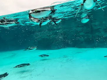 葛西臨海水族園に投稿された画像（2026/9/27）