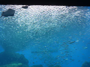 仙台うみの杜水族館に投稿された画像（2026/9/28）