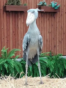 掛川花鳥園に投稿された画像（2026/9/28）