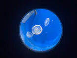 新江ノ島水族館に投稿された画像（2026/9/28）
