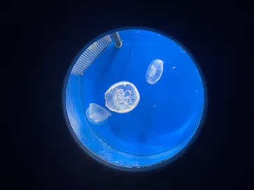 新江ノ島水族館に投稿された画像（2026/9/28）