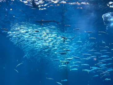 アクアワールド茨城県大洗水族館に投稿された画像（2026/9/28）