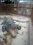 熱川バナナワニ園に投稿された画像（2026/9/28）