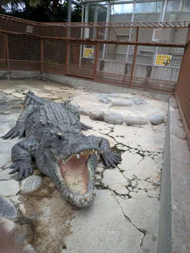 熱川バナナワニ園に投稿された画像（2026/9/28）