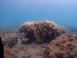 ARK Diving Shop 串本店に投稿された画像（2026/9/28）