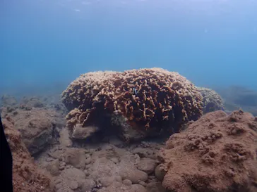 ARK Diving Shop 串本店に投稿された画像（2026/9/28）