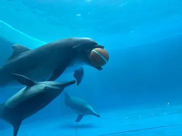 大分マリーンパレス水族館 「うみたまご」に投稿された画像（2026/9/28）