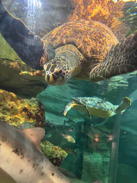 九十九島水族館海きららに投稿された画像（2026/9/28）