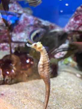 九十九島水族館海きららに投稿された画像（2026/9/28）