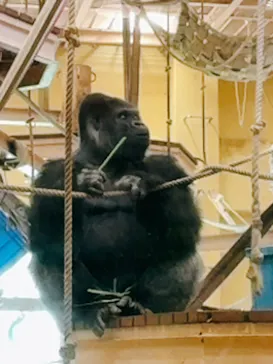 名古屋市東山動植物園に投稿された画像（2026/9/28）