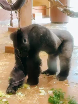 名古屋市東山動植物園に投稿された画像（2026/9/28）