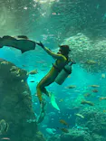 新江ノ島水族館に投稿された画像（2026/9/29）