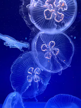 新江ノ島水族館に投稿された画像（2026/9/28）
