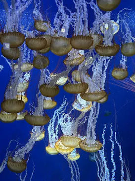 新江ノ島水族館に投稿された画像（2026/9/28）