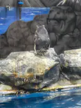越前松島水族館に投稿された画像（2026/9/29）