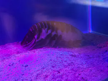 越前松島水族館に投稿された画像（2026/9/28）