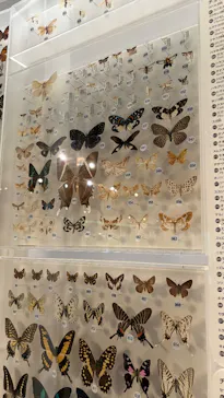 国立科学博物館に投稿された画像（2026/9/28）