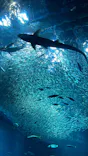 アクアワールド茨城県大洗水族館に投稿された画像（2026/9/29）
