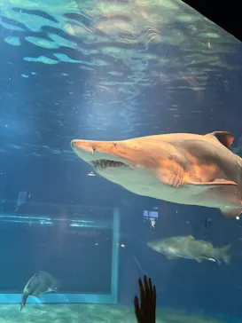 アクアワールド茨城県大洗水族館に投稿された画像（2026/9/29）