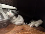 猫カフェモカ　池袋東口店に投稿された画像（2026/9/29）