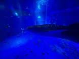 のとじま水族館に投稿された画像（2026/9/29）